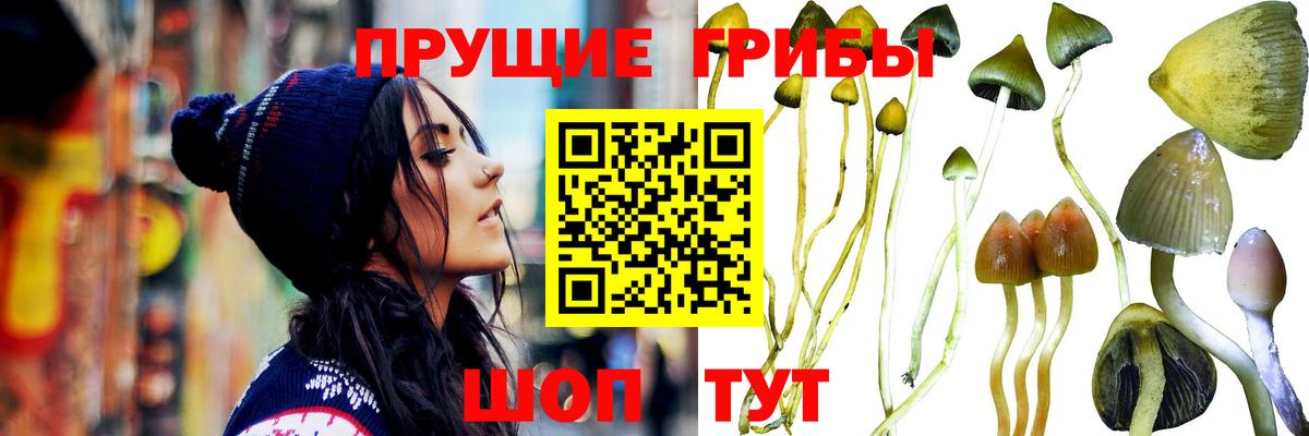 Лесосибирск  что такое наркотик  Псилоцибиновые грибы прущие грибы  Вход с VPN  Псилоцибиновые грибы Magic Shrooms 
