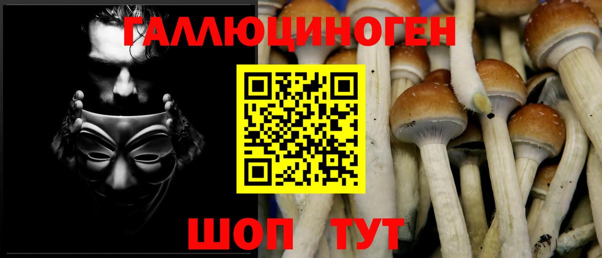 Псилоцибиновые грибы Psilocybine cubensis Лесосибирск